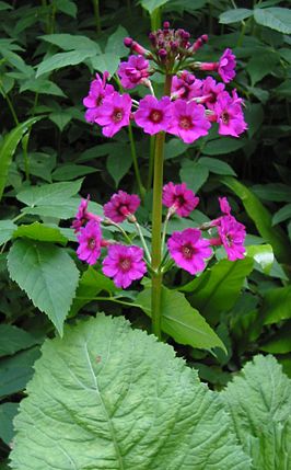 Primula japonica