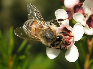 양봉꿀벌(Apis mellifera)