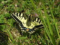 Machaon