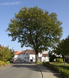 Vredeseik in Hahn