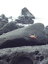 Cranc craig goch (Grapsus grapsus) yn Bahía Tortuga