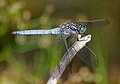 Picellwr cribog - Orthetrum coerulescens