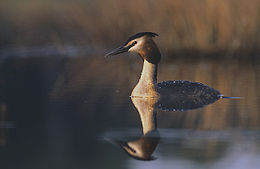 Ausuotasis kragas (Podiceps cristatus)