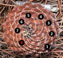 Pinus spec., 8 spiralen van zaadschubben linksom