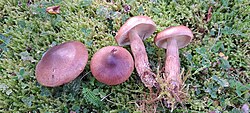 Kollakaspruun heinik Tricholoma fulvum Foto: Sven Pruul