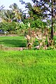 A paddy field in Kollengode