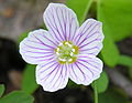 Oxalis acetosella, cvijet