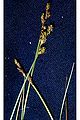 Zompzegge (Carex canescens)