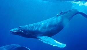 A humpback whale swimming