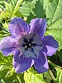 "Peru olma" "Yo'qol pashsha! o'simligi" (Nicandra physalodes)