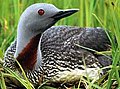 Red-throated diver