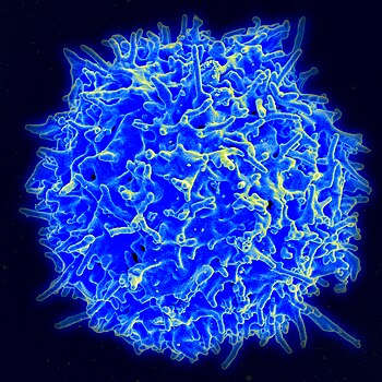T-lymfocyt