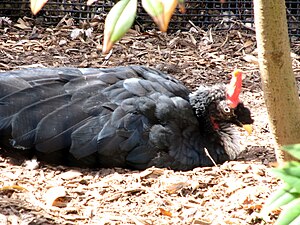 Kornomutuo, ĉe Santaluisa Zoologia Ĝardeno