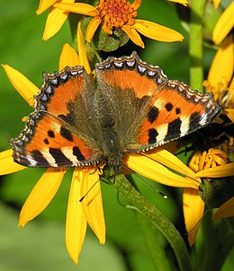 Dilgėlinukas (Aglais urticae)