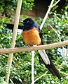 Male at Durrell Wildlife Park, Jersey