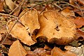 Cortinarius balaustinus