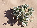 Eryngium maritimum