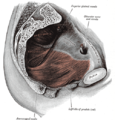 The coccyx sits below the sacrum and behind the pelvic cavity.