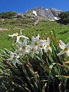 poetnarcisoj (Narcissus poeticus subsp. radiiflorus) en la Alpoj (alteco de ĉ. 1750 m, Stirio, Aŭstrio)