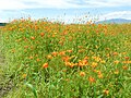 Yellow Cosmos