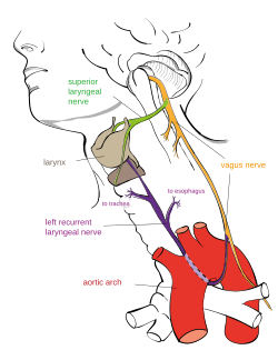 A diagram showing the recurrent laryngeal nerve