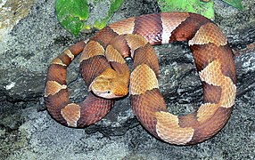 Vipère cuivrée Copperhead