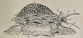 Drawing of the animal and the shell of Cypraea tigris; a) the shell b) the mantle c) foot d) siphon e) proboscis f) tentacles