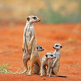 Surikata (Suricata suricatta)