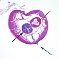 Micrografía dun oxiúro macho en sección transversal. Ás ou alae cefálicas (frecha azul), intestino (frecha vermella) e testículos (frecha negra). Tinguidura de hematoxilina-eosina.