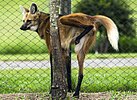 Maned wolf