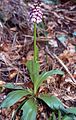 Orchis purpurea apud Leinburg, Meza frankonio