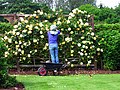 The Rose Garden at Drum Castle