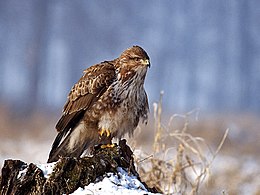 Egerészölyv (Buteo buteo)