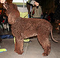 Gos d'aigua irlandès o Irish Water Spaniel