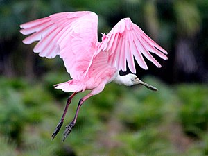 Platalea ajaja