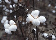 Balls of cotton ready for harvest