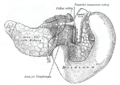 背面からの膵臓と十二指腸