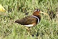 Rhynchée peinte, (Rostratula benghalensis) (Rostratulidae)