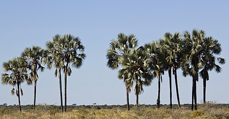 A grove of real fan palms at Namutoni, Etosha, Namibia