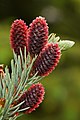 Picea pungens