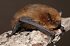 Pipistrelle pygmée