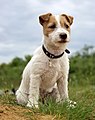 Image 2Jack Russell Terrier puppy (from Puppy)