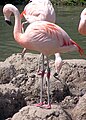 Tukuku phoenicopterus chilensis