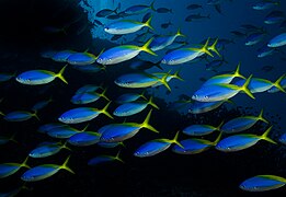 Caesio teres in Fiji by Nick Hobgood