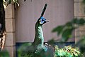 Pavo muticus muticus jantan di Zoo Ueno