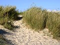 Iarba-de-plajă (Ammophila arenaria)