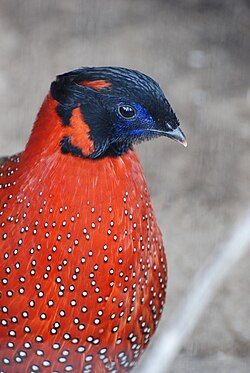 Satīra tragopāns (Tragopan satyra)