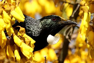 Tūī amongst kōwhai