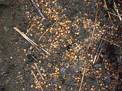 cherry stone hoard