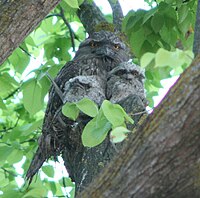 Tawny frogmouth with two 32-day-old chicks, Melbourne